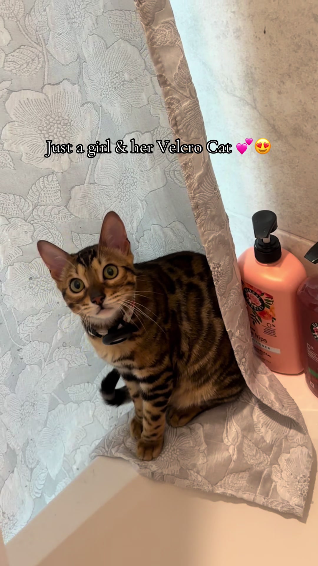@cleochanelthebengal