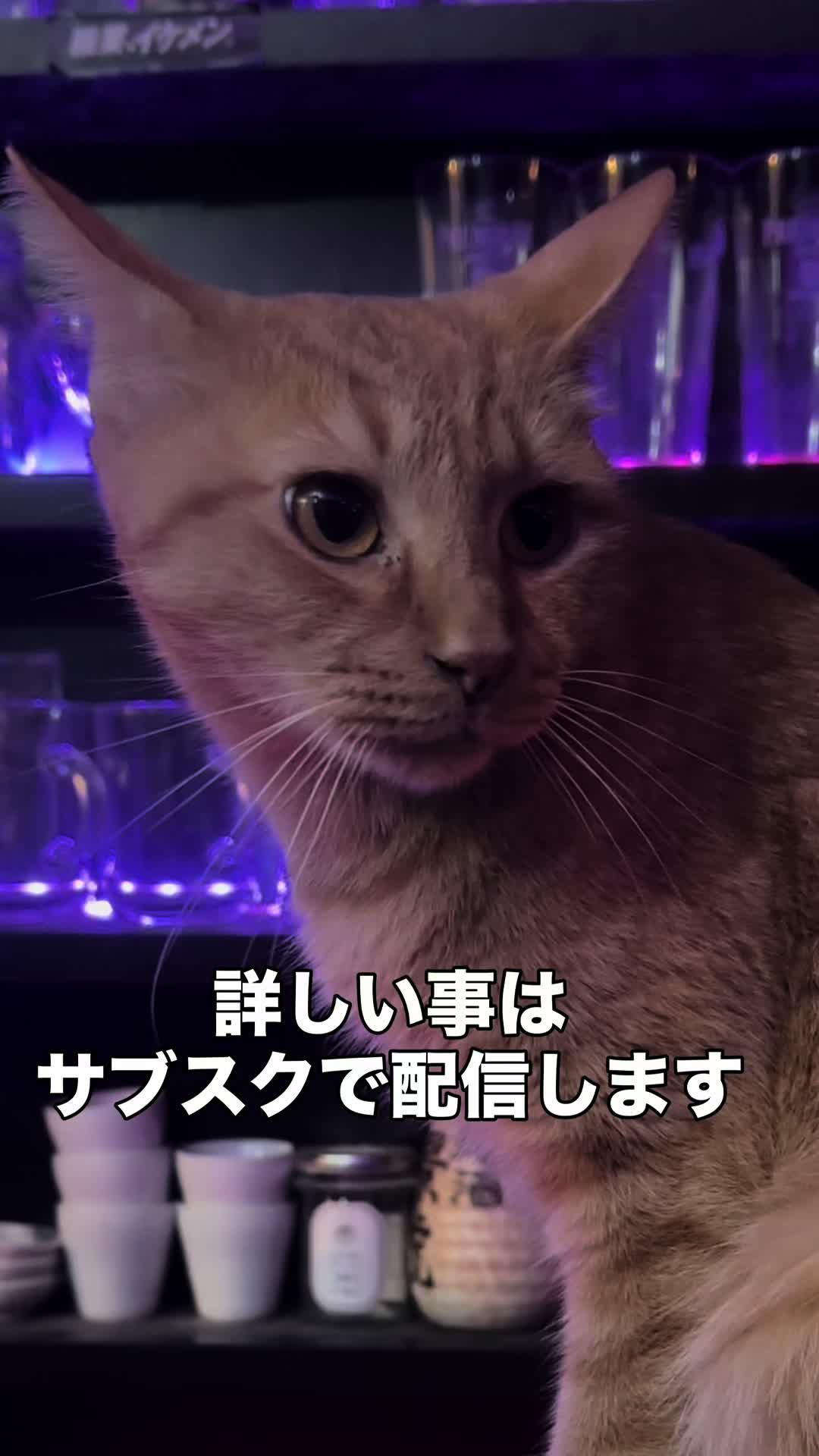@Cats in the Box.