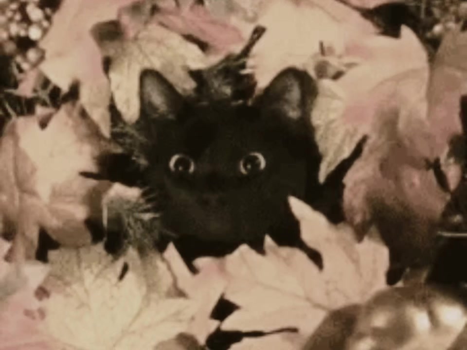 @⁺‧₊˚ ཐི⋆♱⋆ཋྀ ˚₊‧⁺