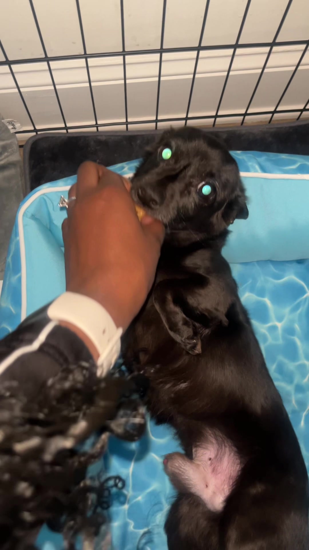 @Blackjack_Chihuahua