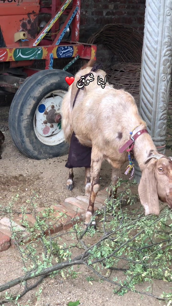 @ZAlN Gota Farm
