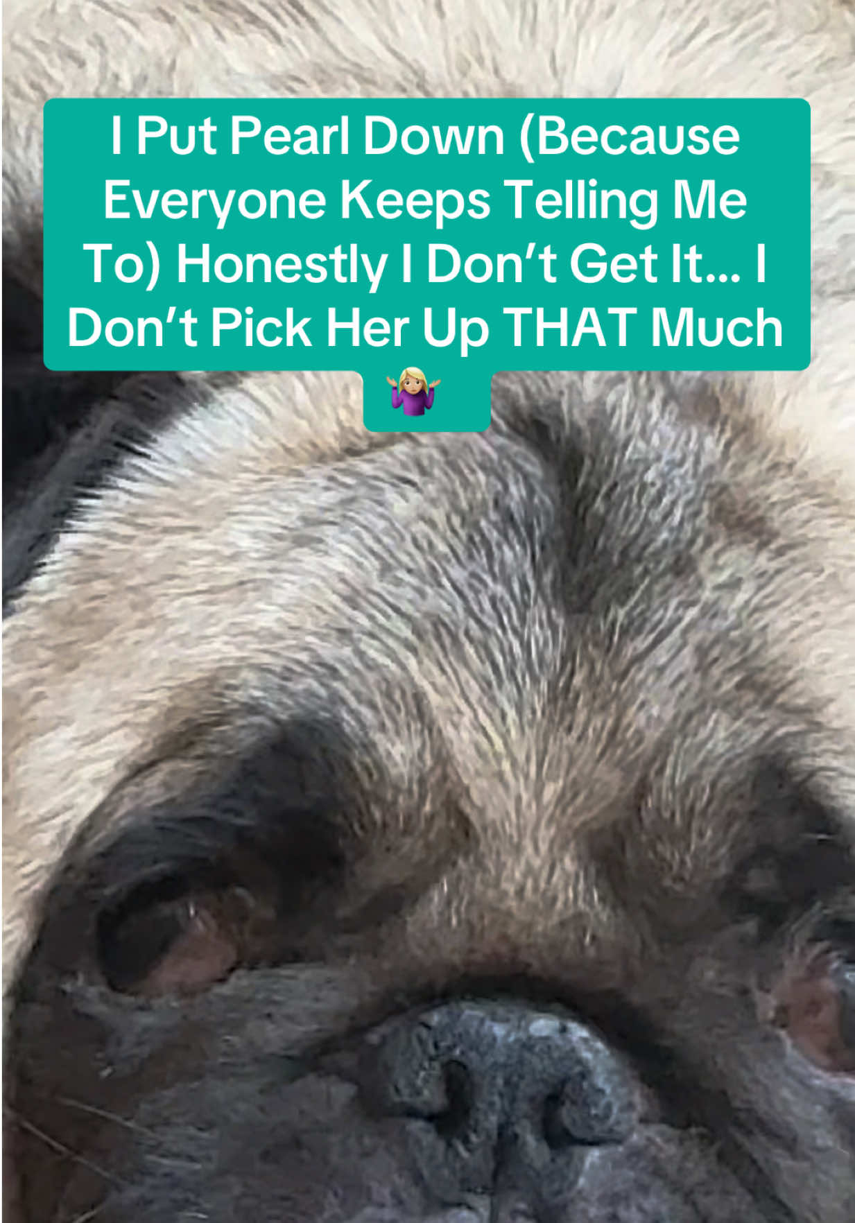 @PEARL - Quadruple-Amputee Pug
