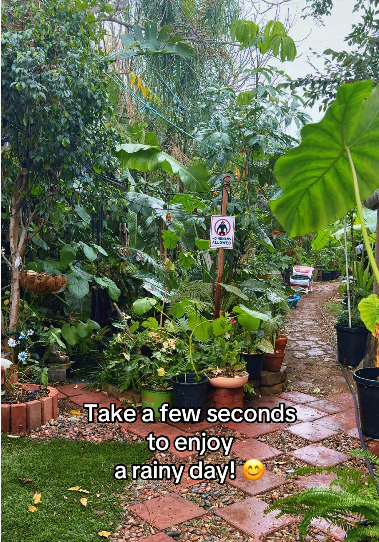 @Chachito&rsquo;sGarden