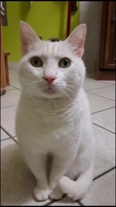 @gattopippo