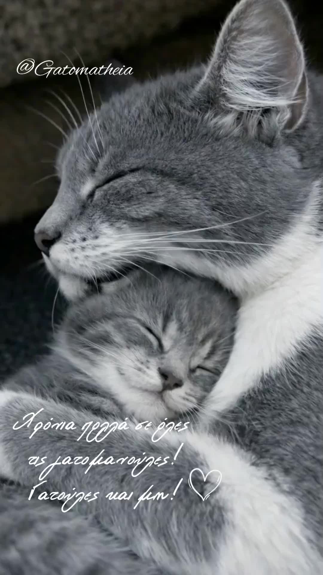 @Γατομάθεια