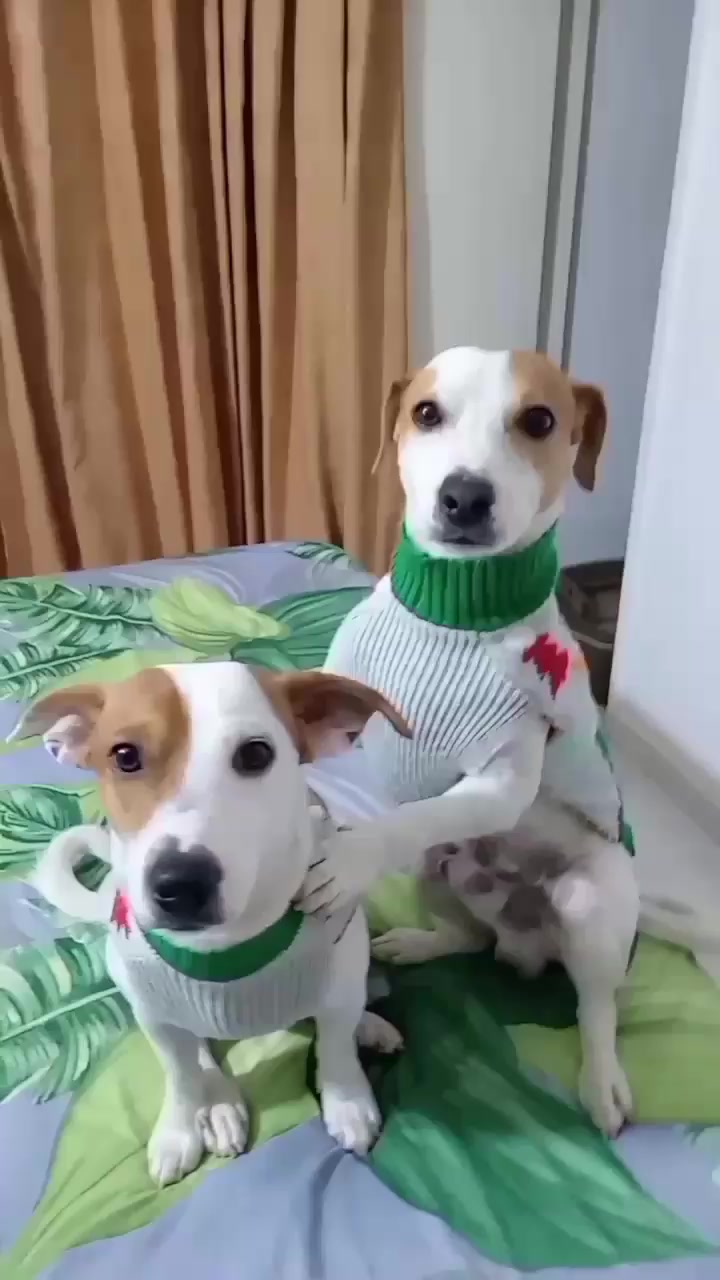 @BRUNO Y MAILO JACKRUSSEL