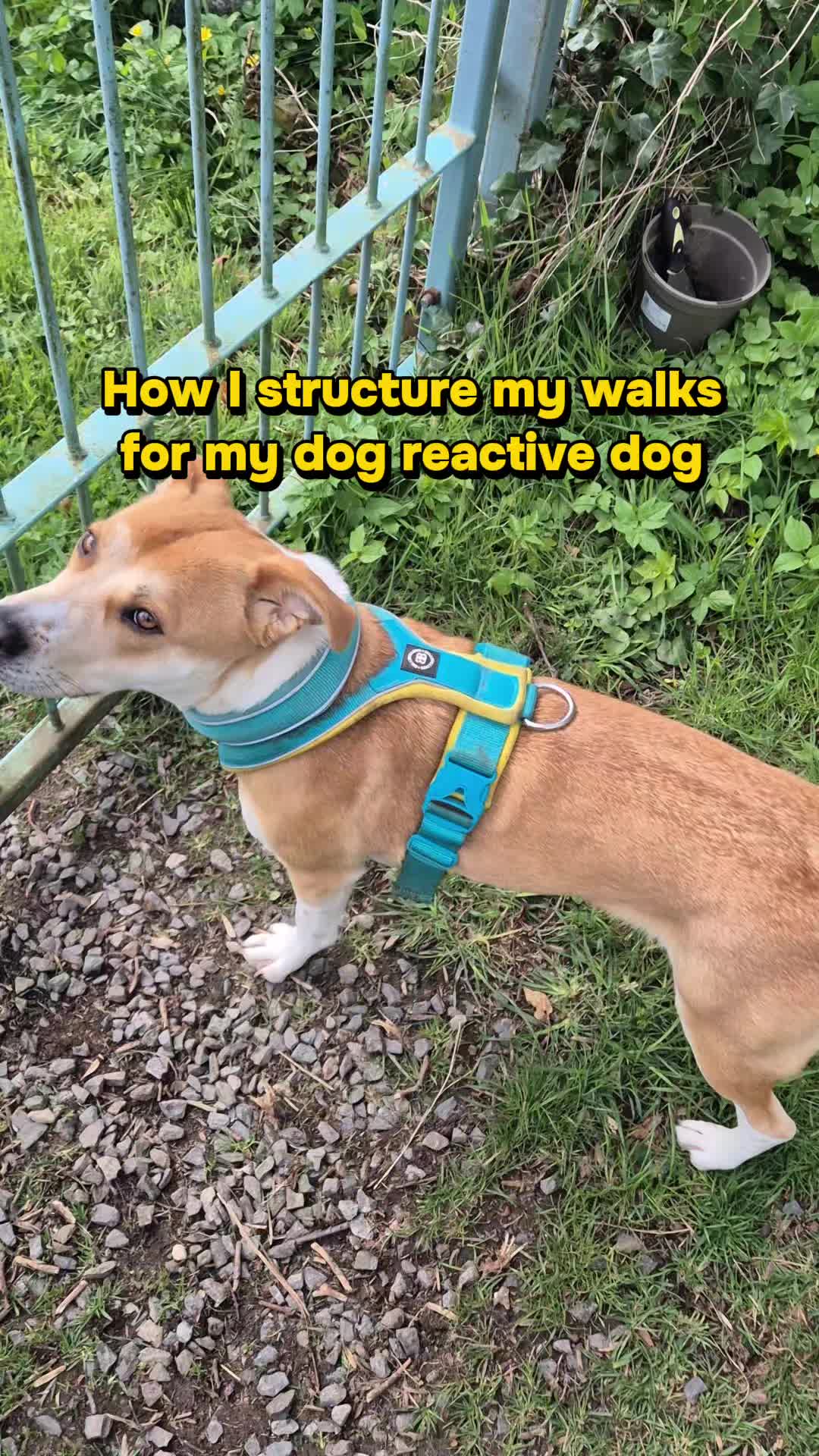 @wildlife_rescue_adventure