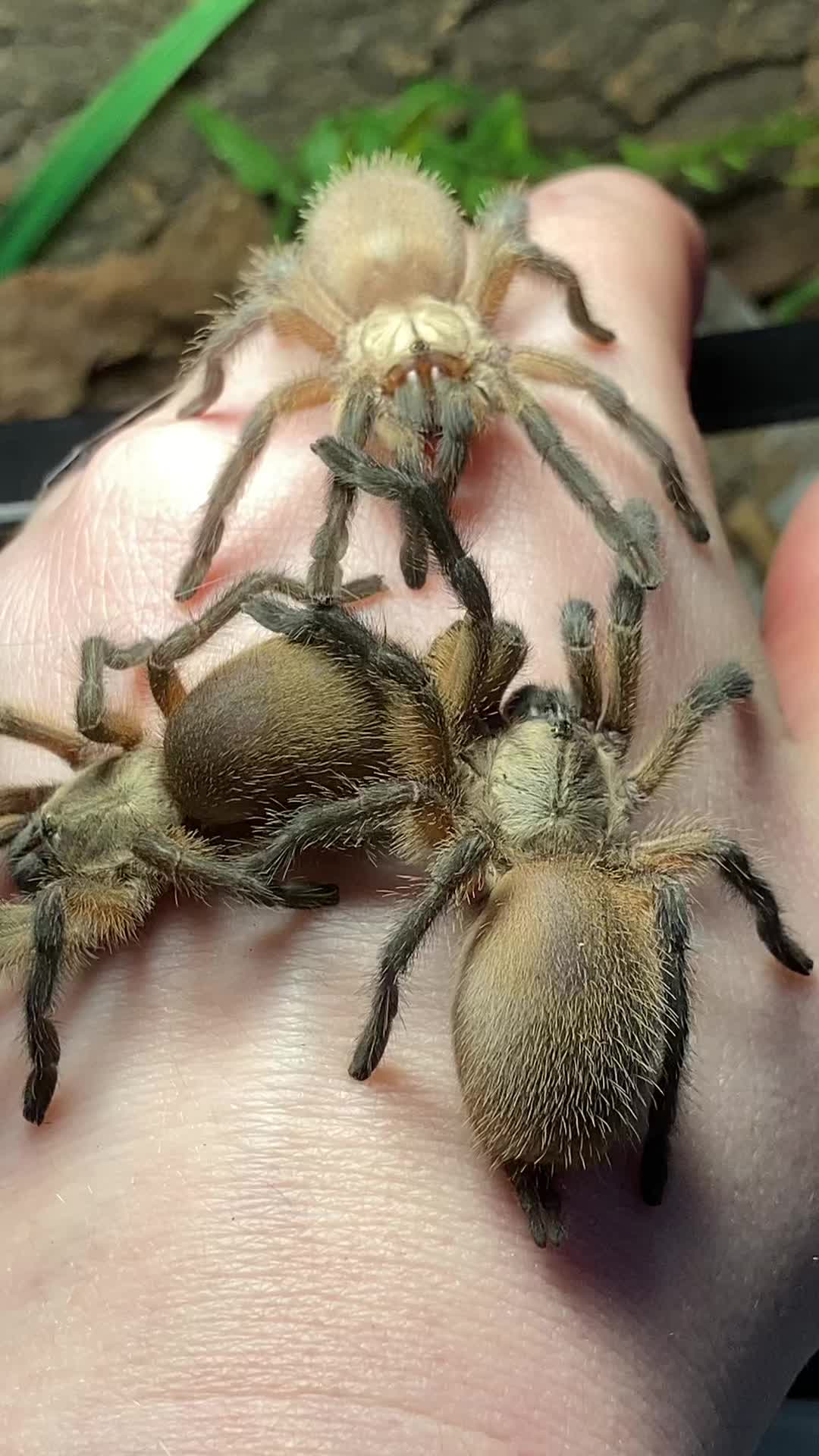 @🕷️𝓛𝓪𝓭𝔂𝓢𝓬𝓪𝓻𝓮🕷️