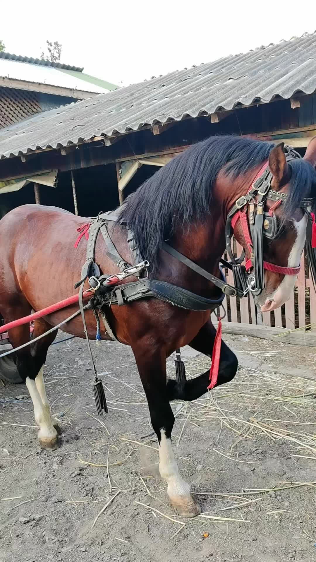 @Jady🐴