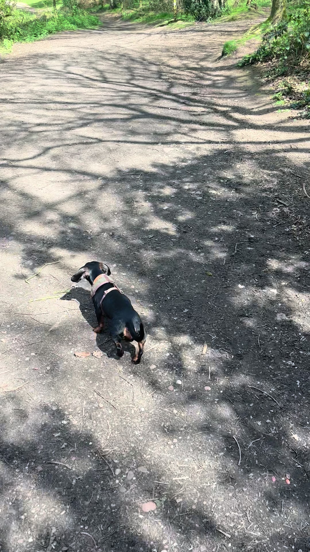 @Emily ][ DachshundDiaries