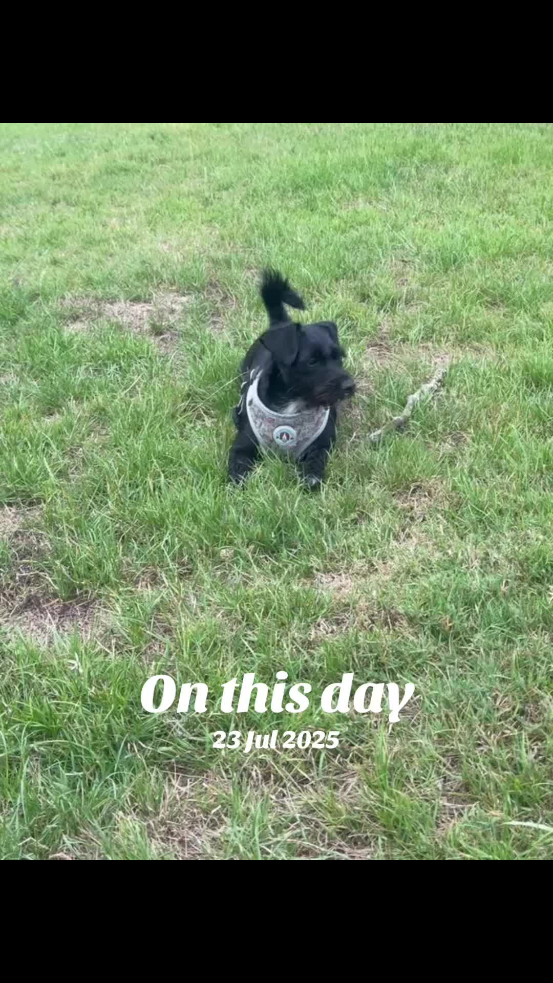 @Darcie the Jackapoo