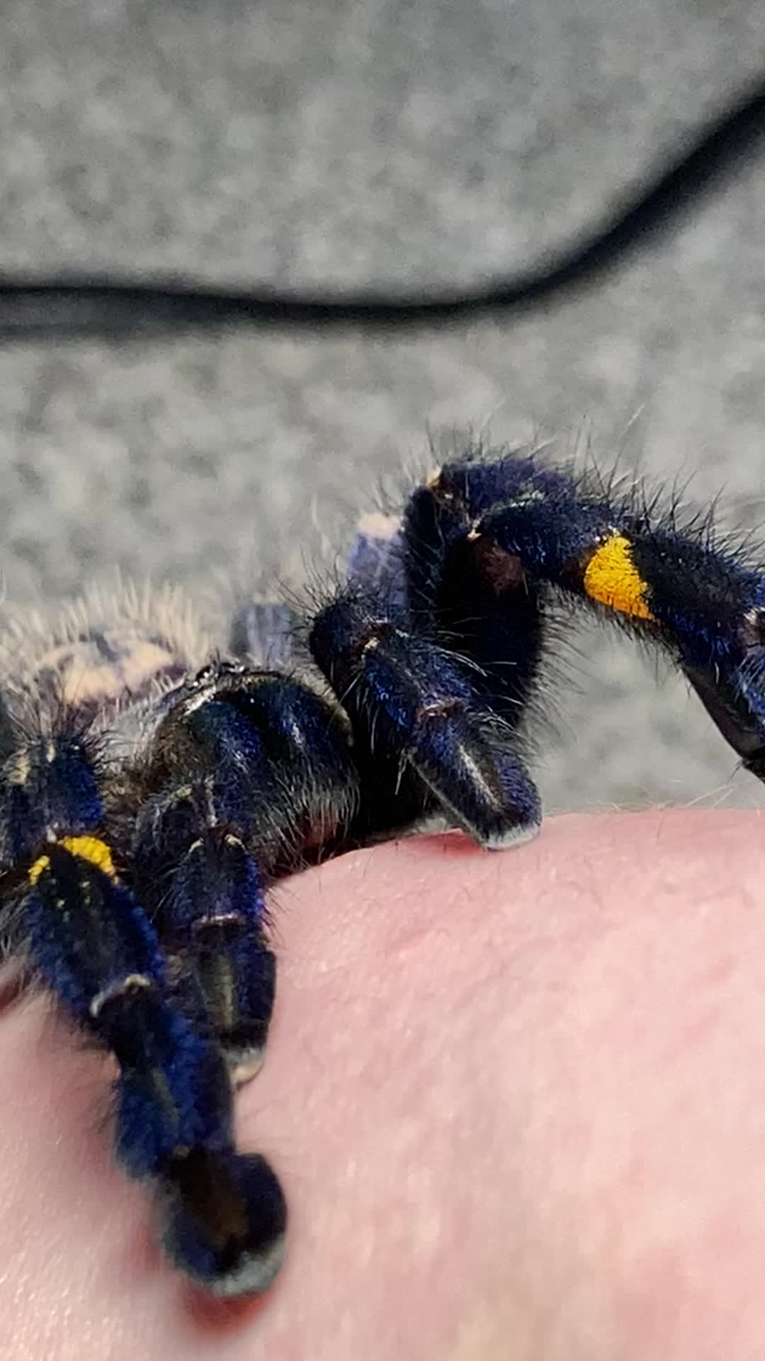 @🕷️𝓛𝓪𝓭𝔂𝓢𝓬𝓪𝓻𝓮🕷️