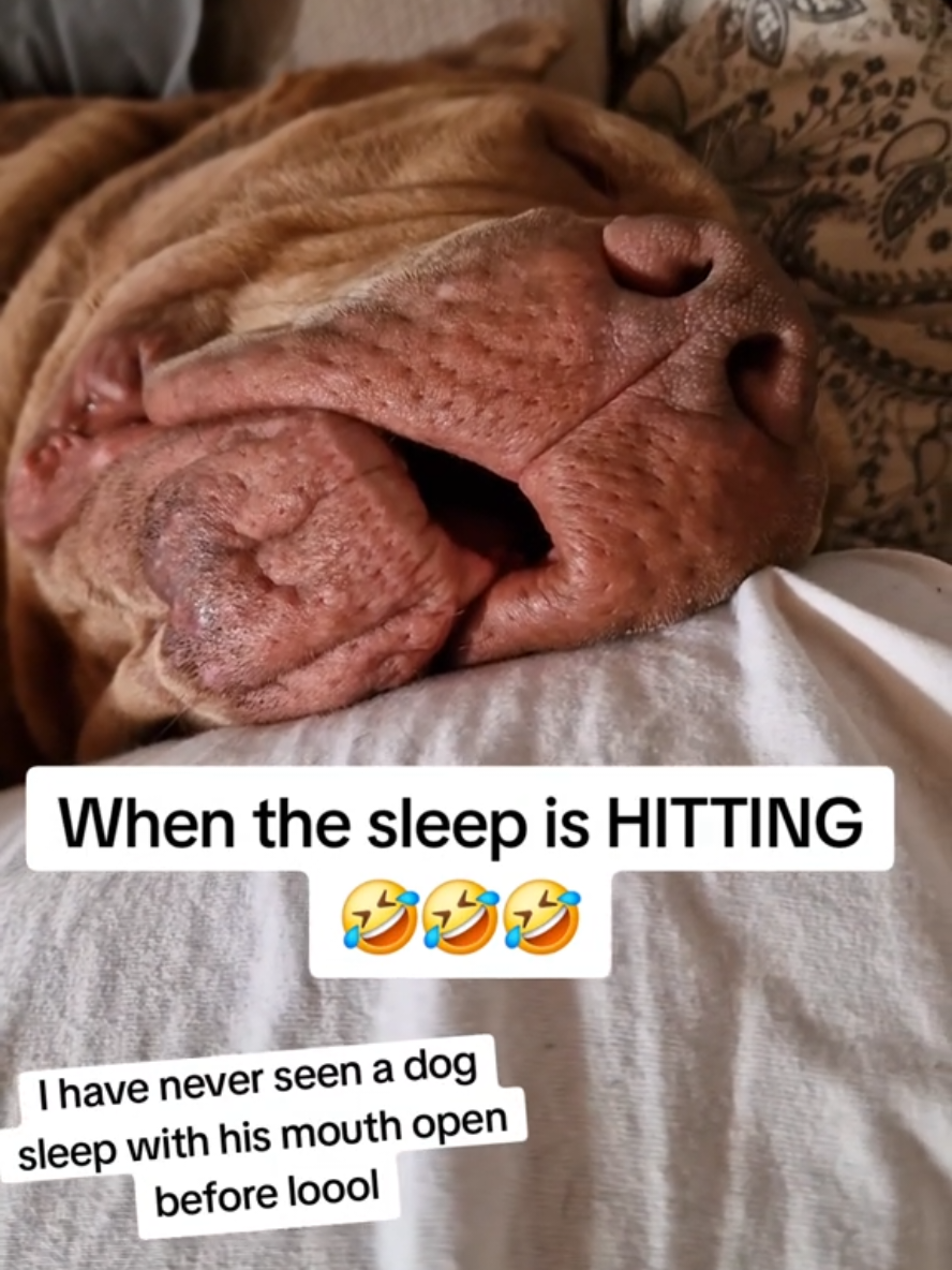 @bullyranchespania