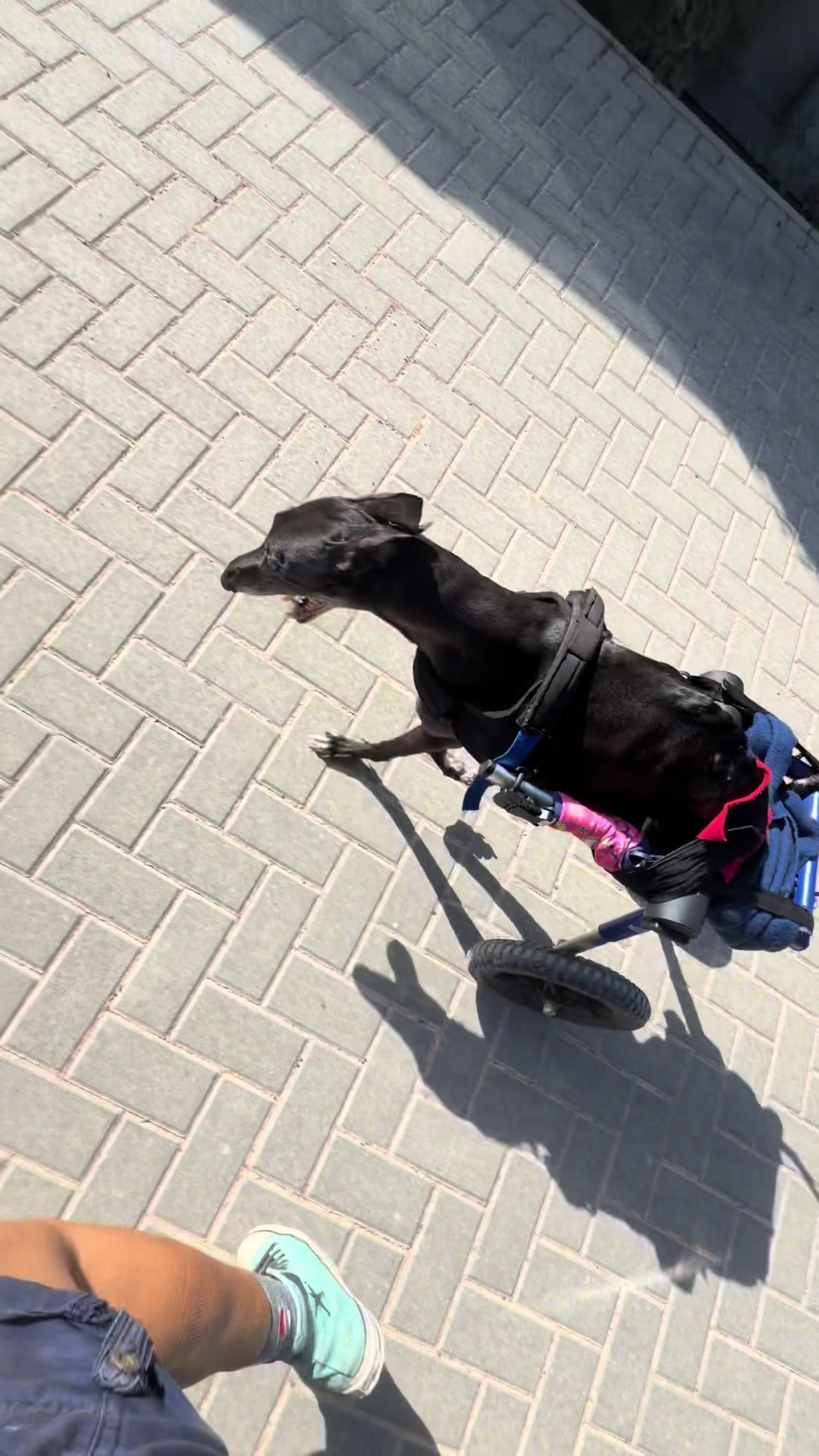 @Galgos del Sol