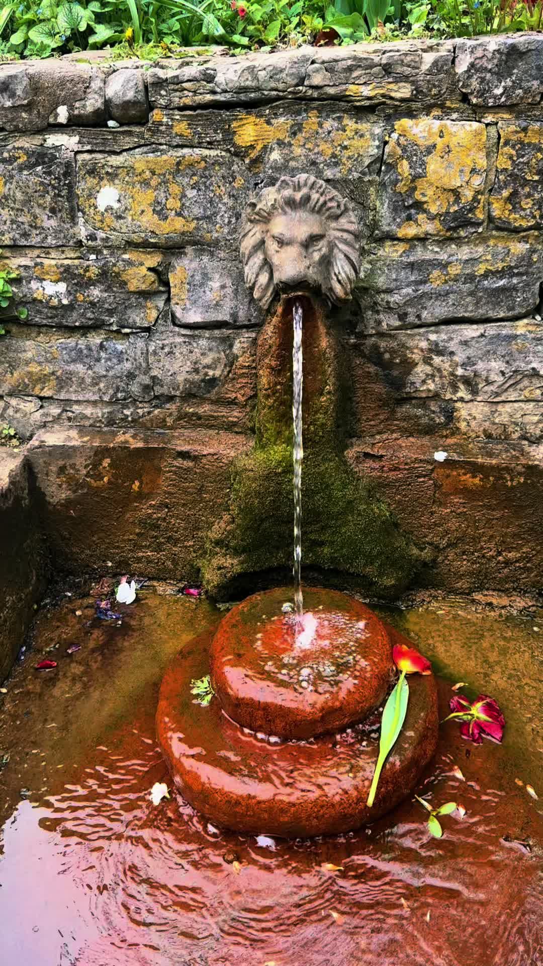 @🌹✨Anu Nature✨🌹