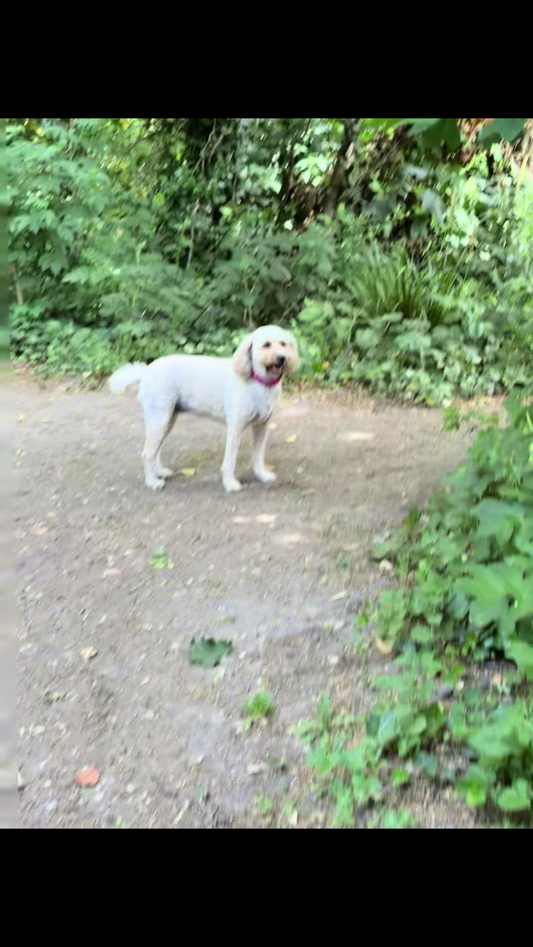 @tswoofwoof.co.uk