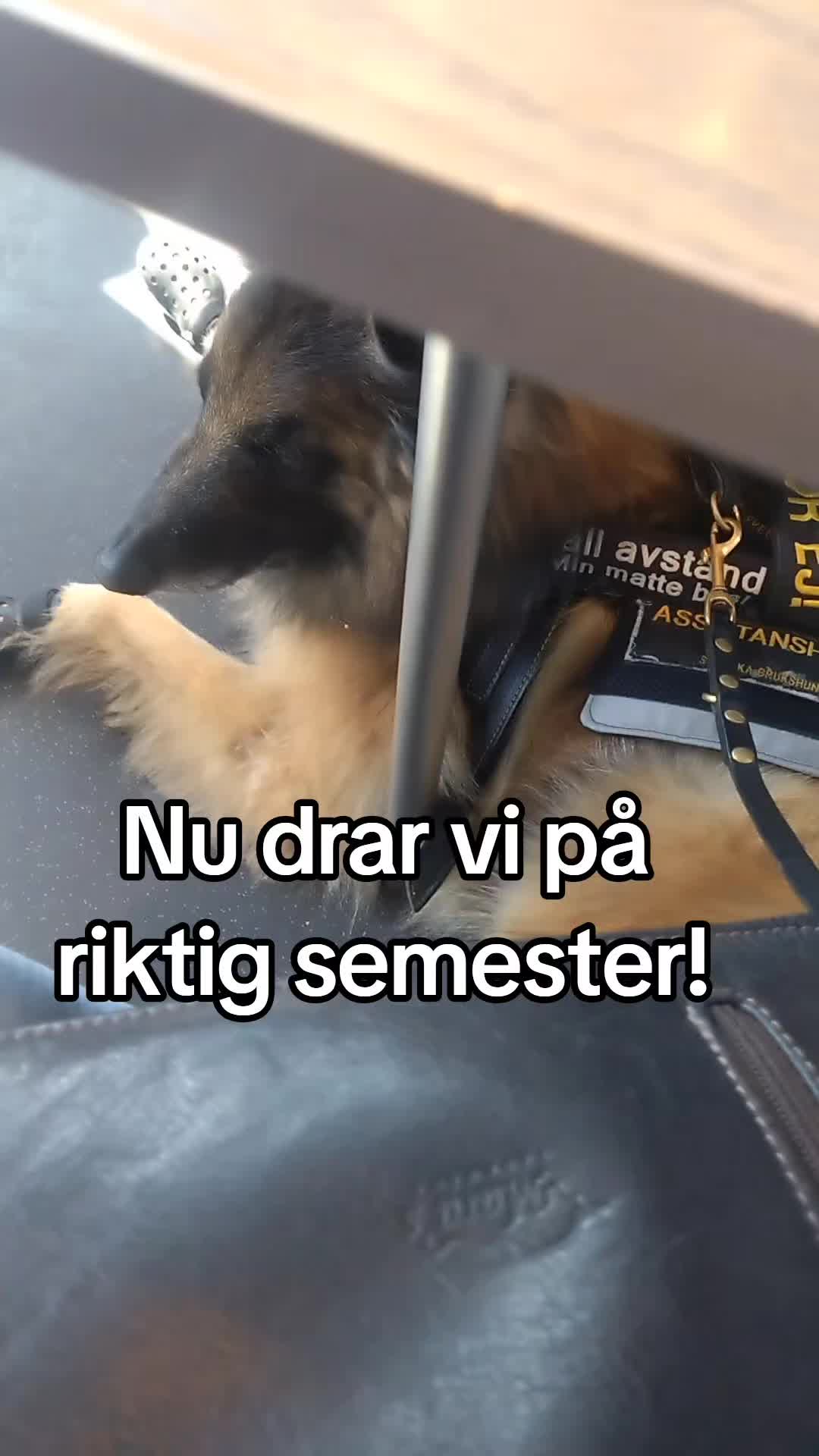 @Fenix-Tervueren AssistanceDog