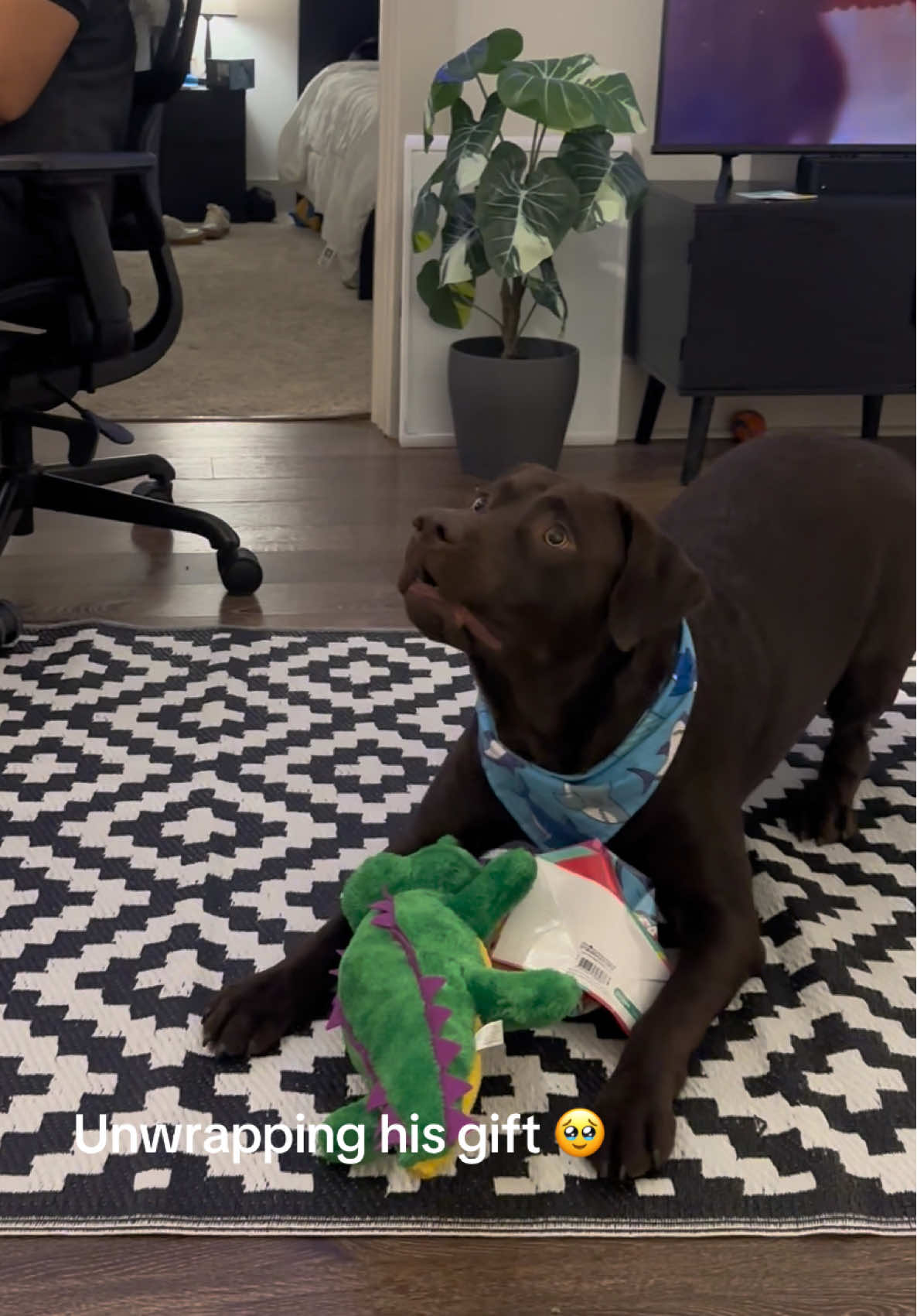 @Bruno Chocolate Lab