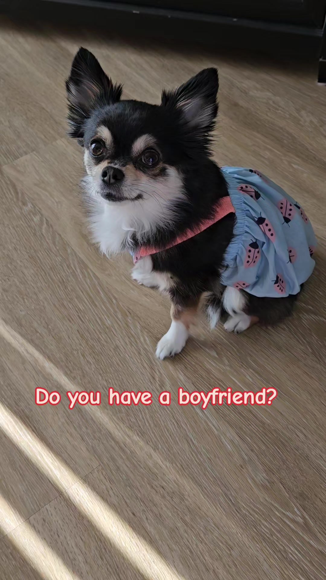 @Pawsha