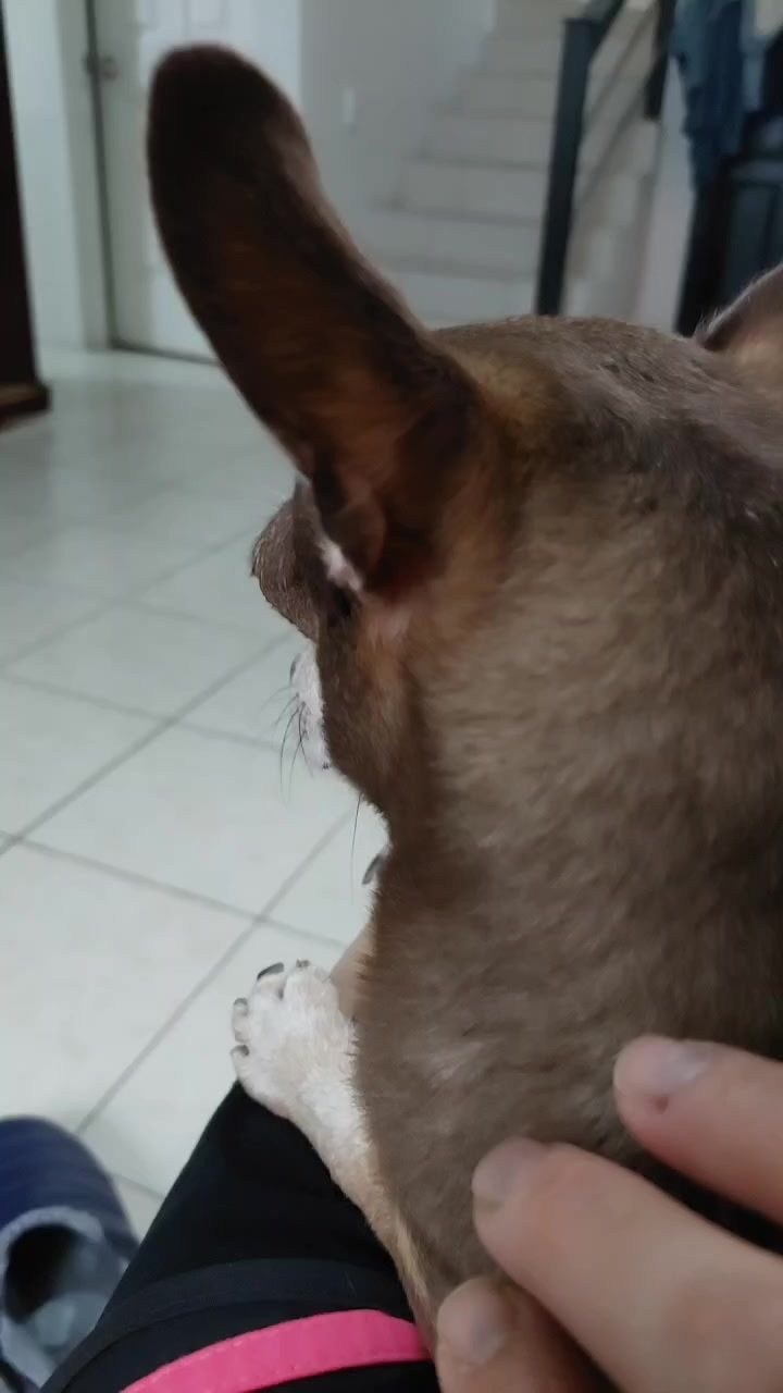 @Altirantelowii