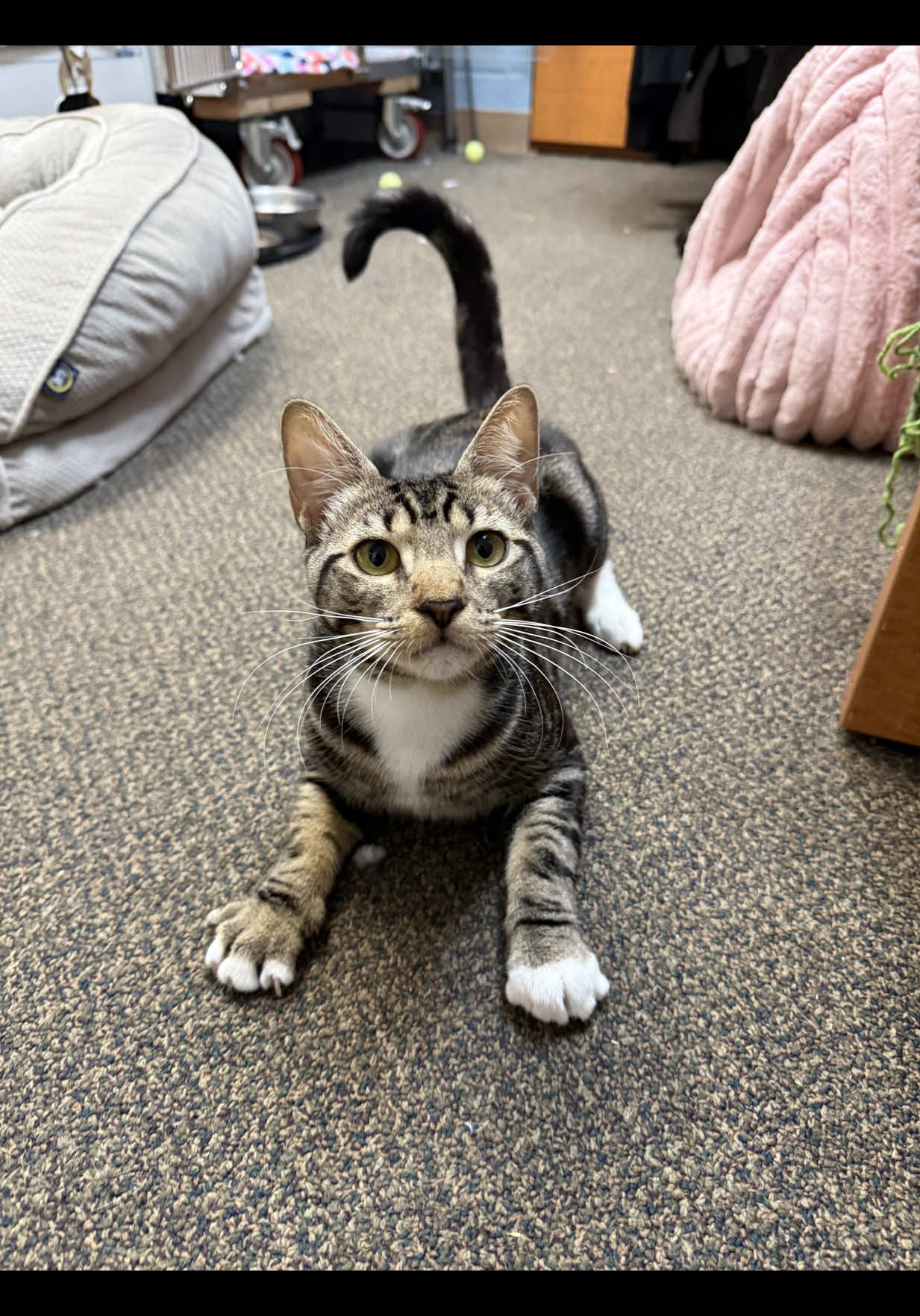 @Hawaiian Humane Society