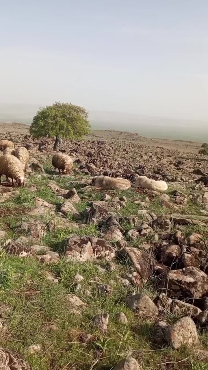@ali çınar