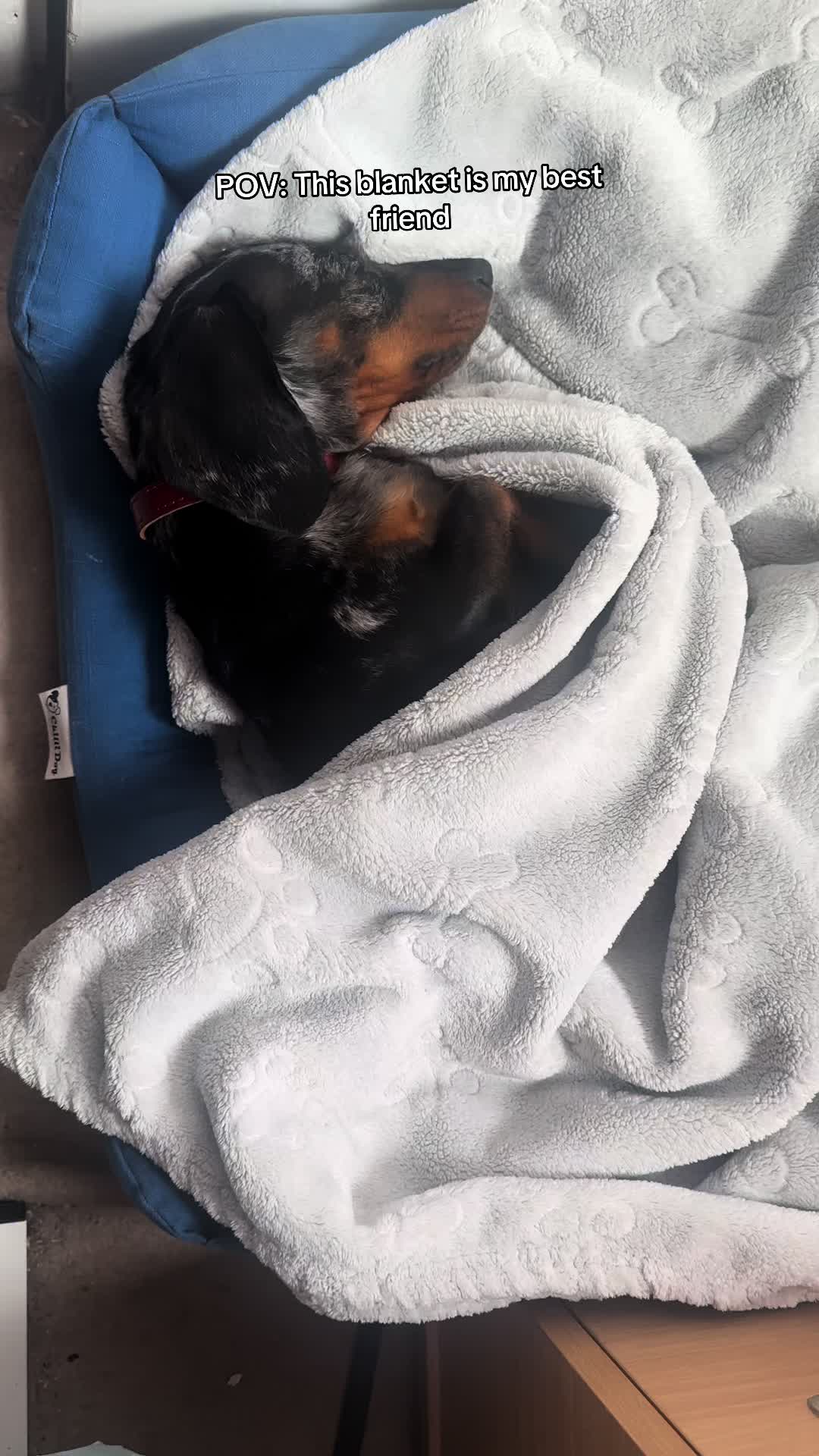 @dibblydobbly_dax