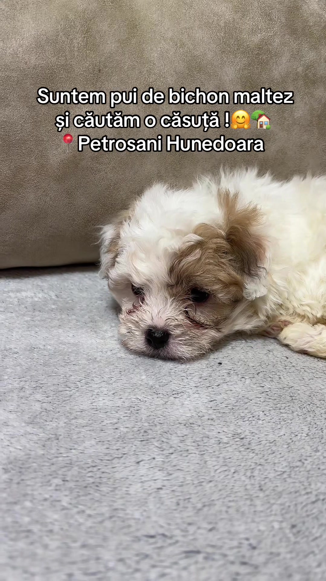 @Lăcri_Lăcri