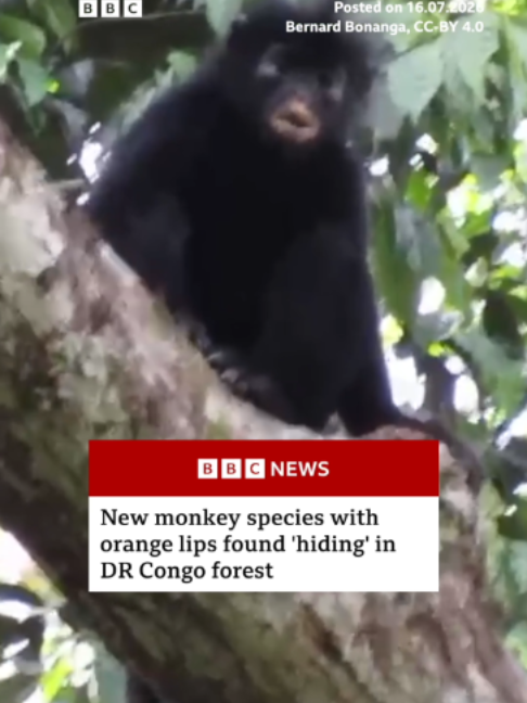 @BBC News