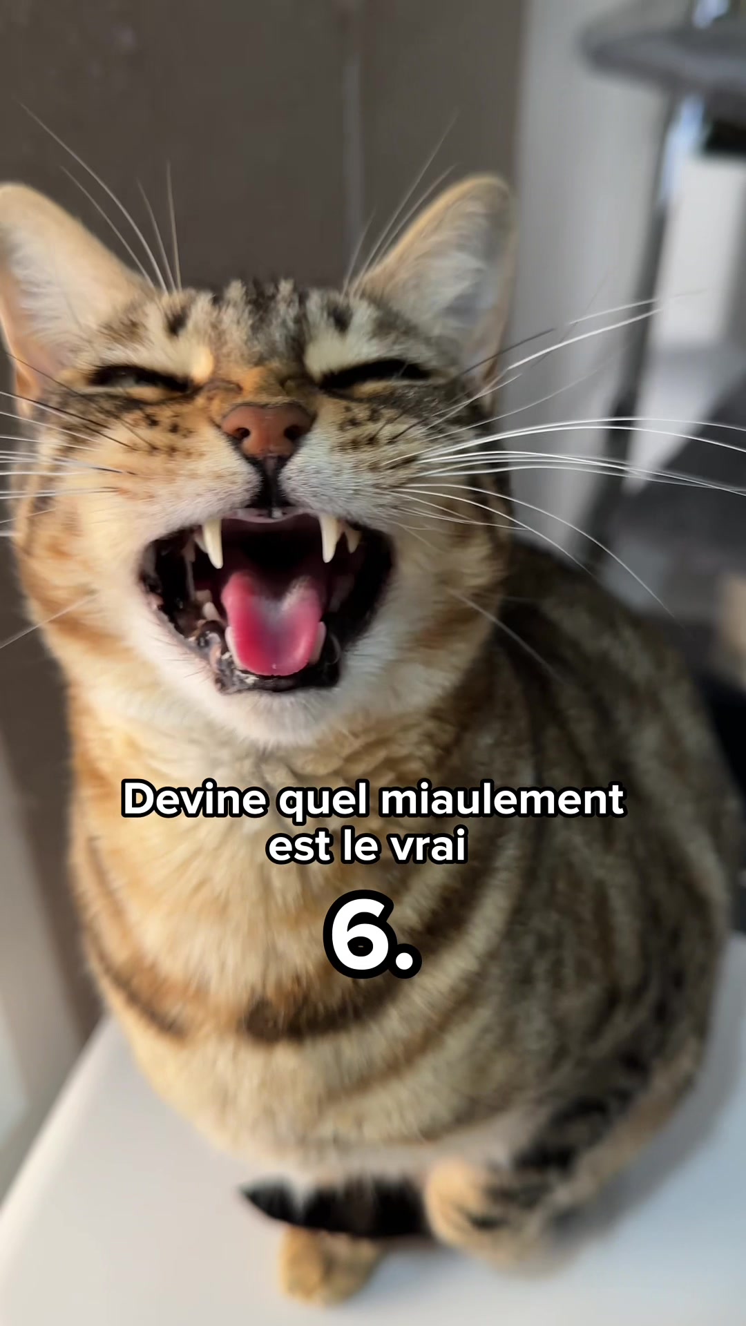 @Ricki the Bengal