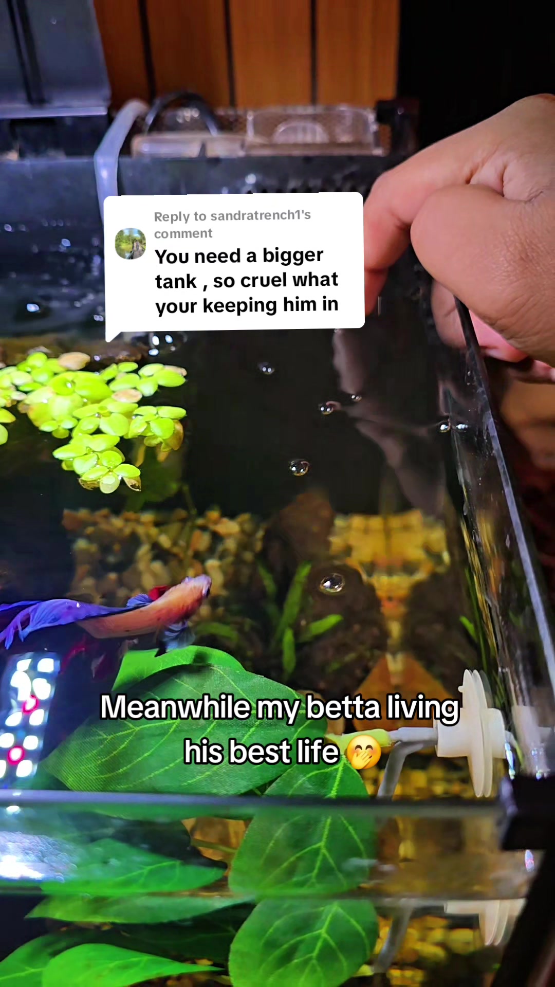 @NebulaTheBetta
