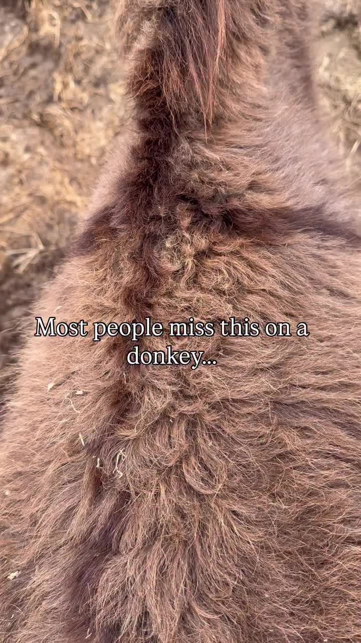 @PeacefulChaosRanch&Sanctuary