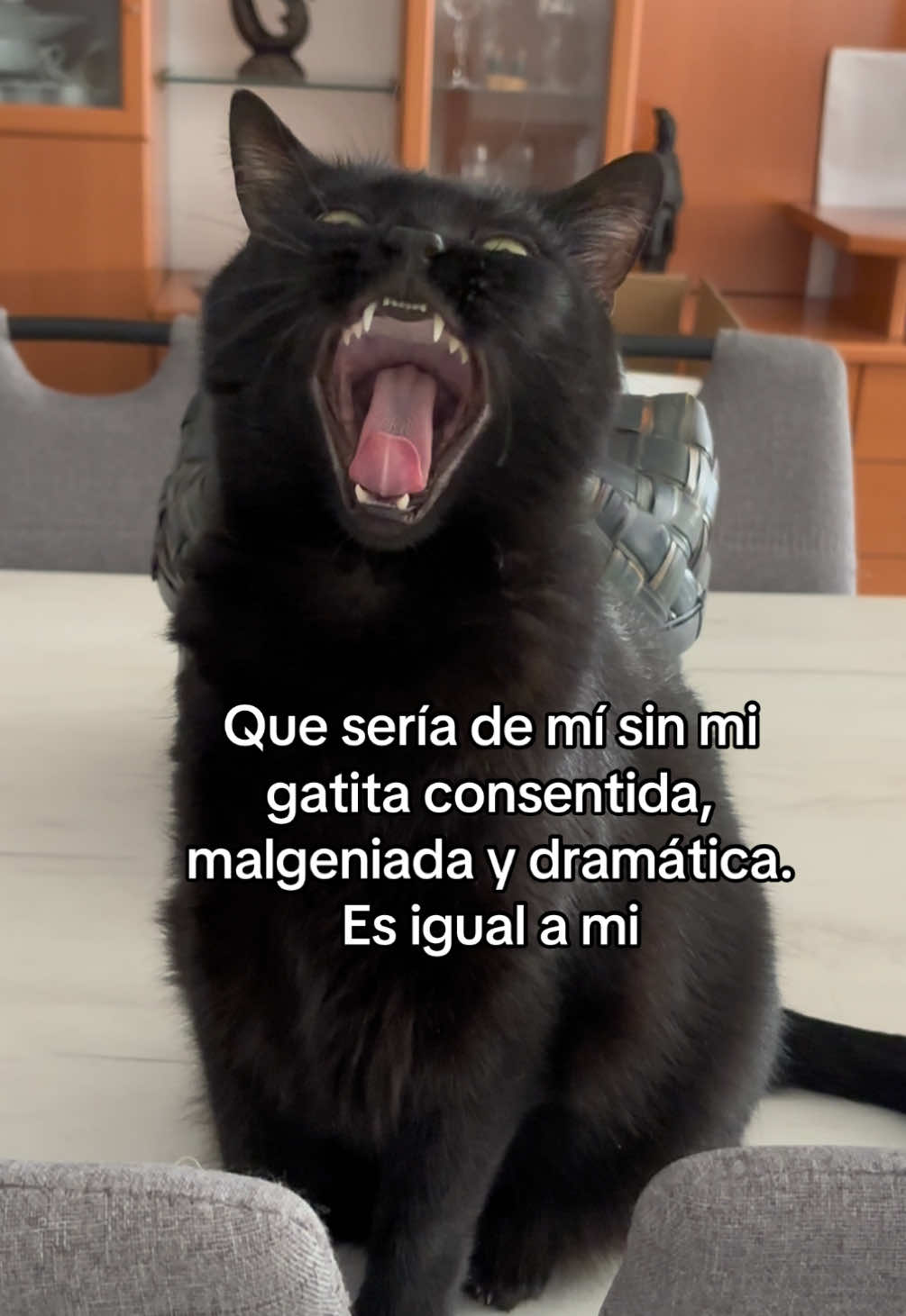 @BlackCatsMatter