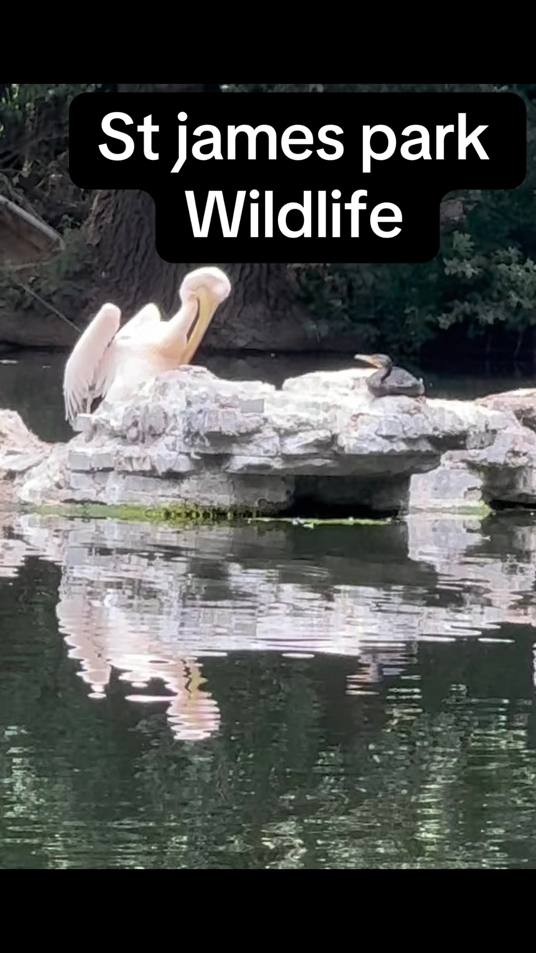 @Beebee
