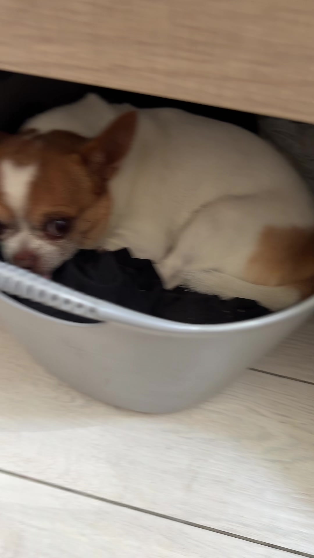 @Ninja_chihuahua