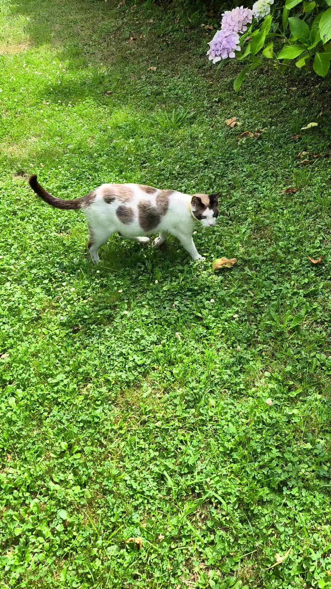 @La loca de los gatos