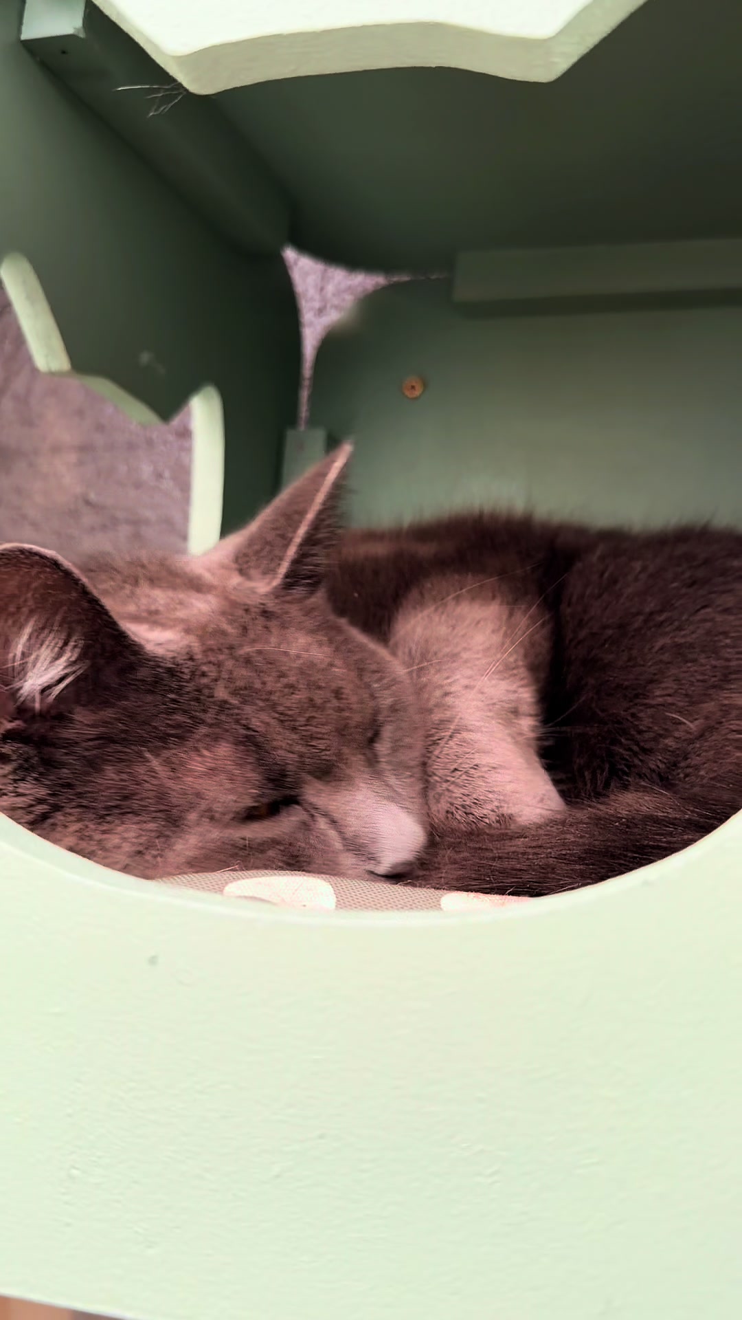@Herongate Village Cattery