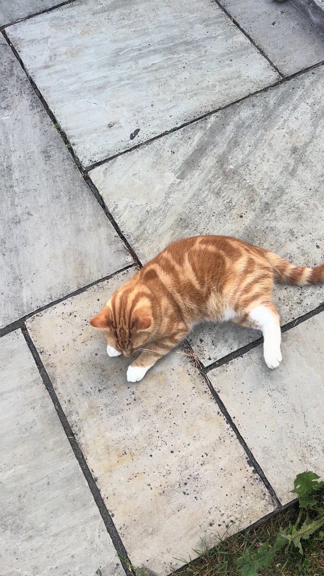 @Freddie the orange cat