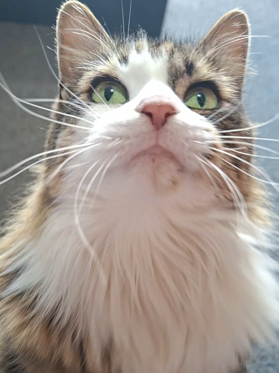 @Katie's Pet Pawtraits