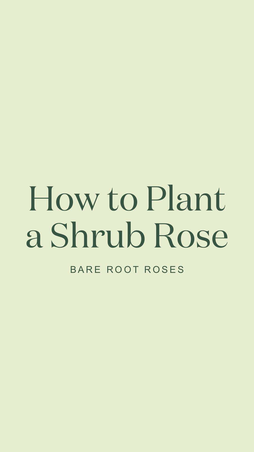 @David Austin Roses