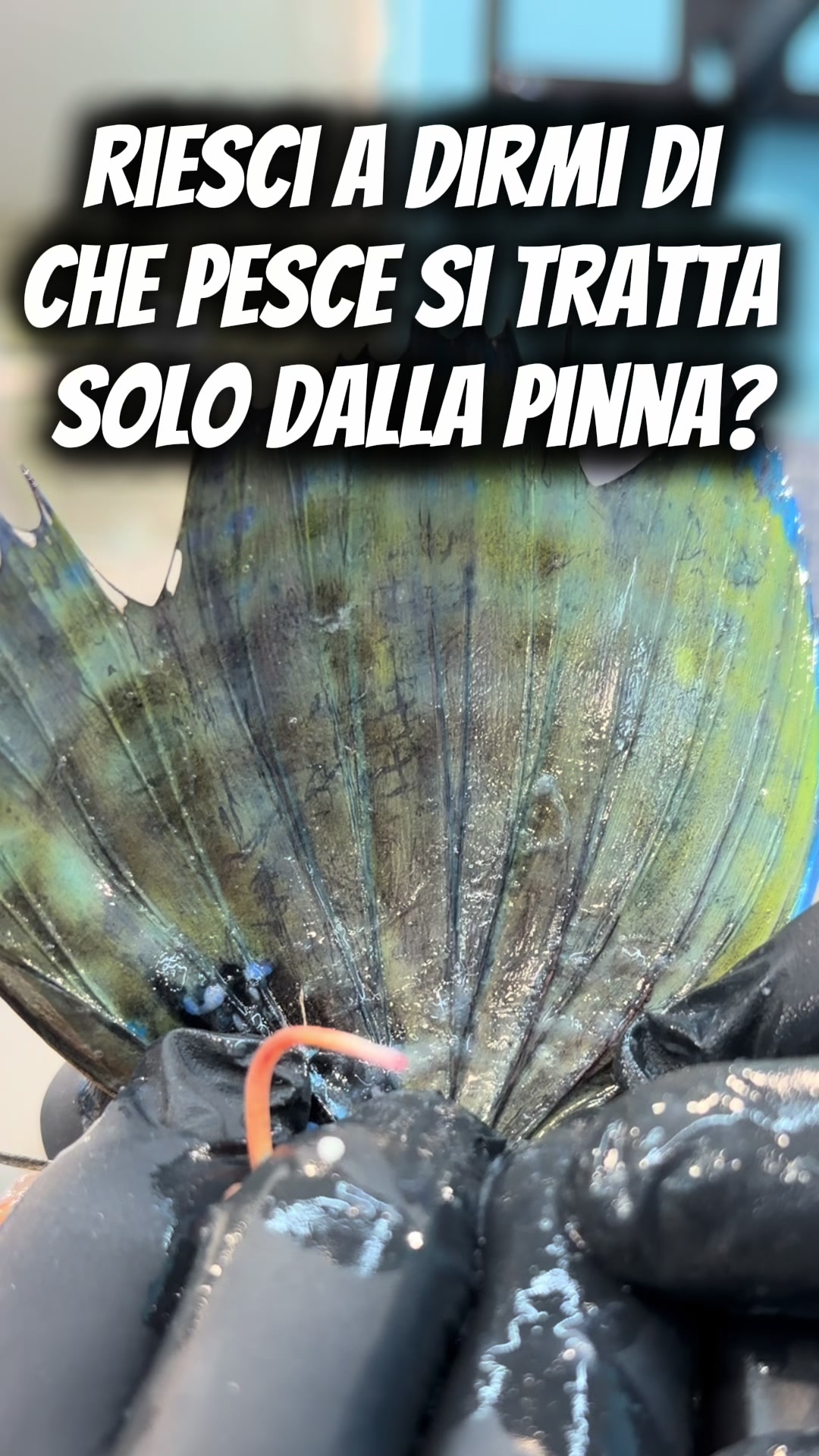 @laperladelmare