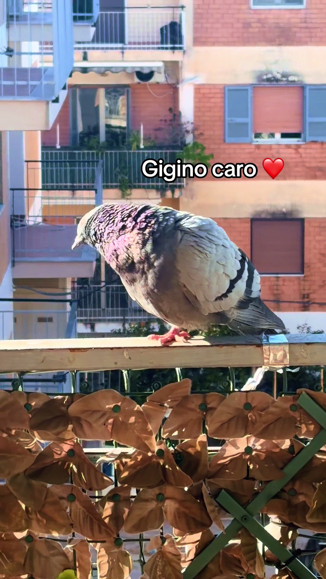 @Pina Varriale