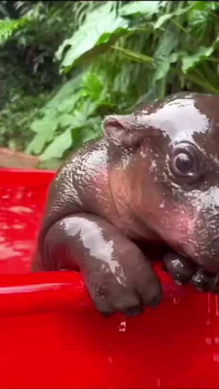 @babyhippoco