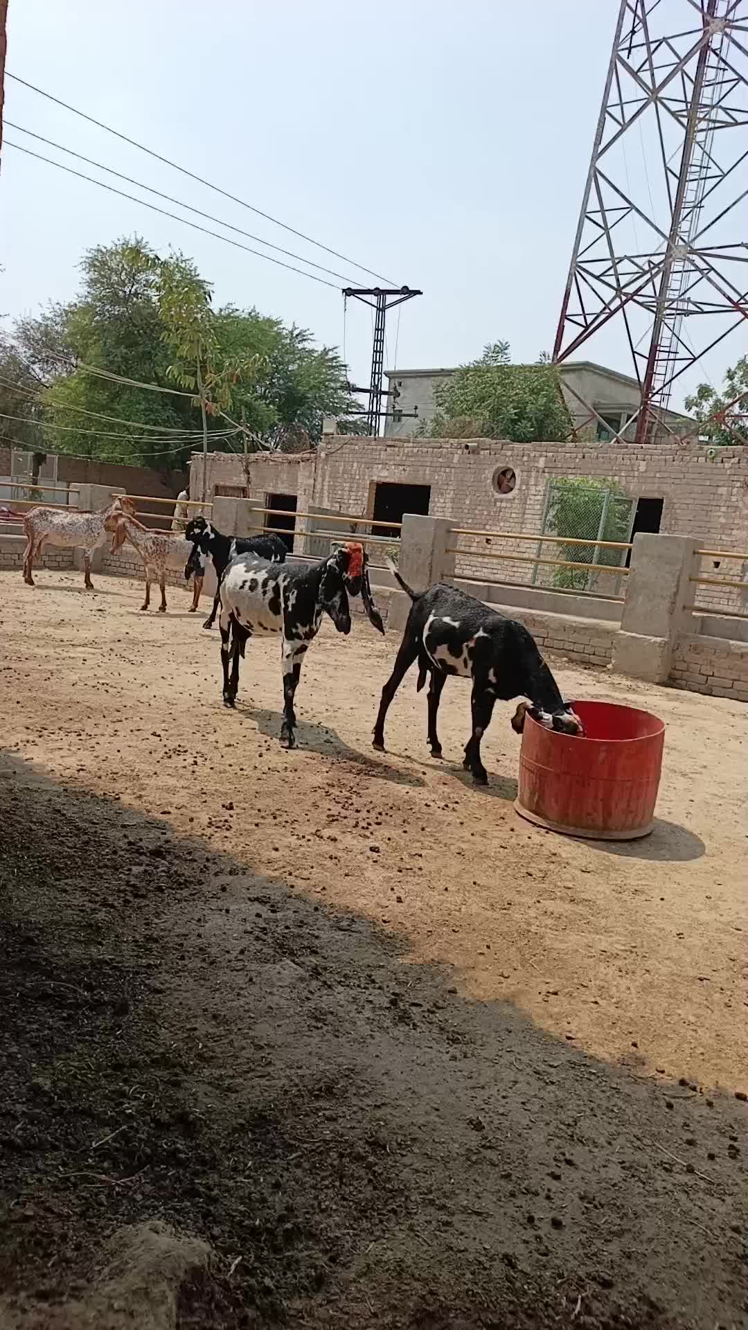 @AHMED GOAT CORNER 🐐🇵🇰