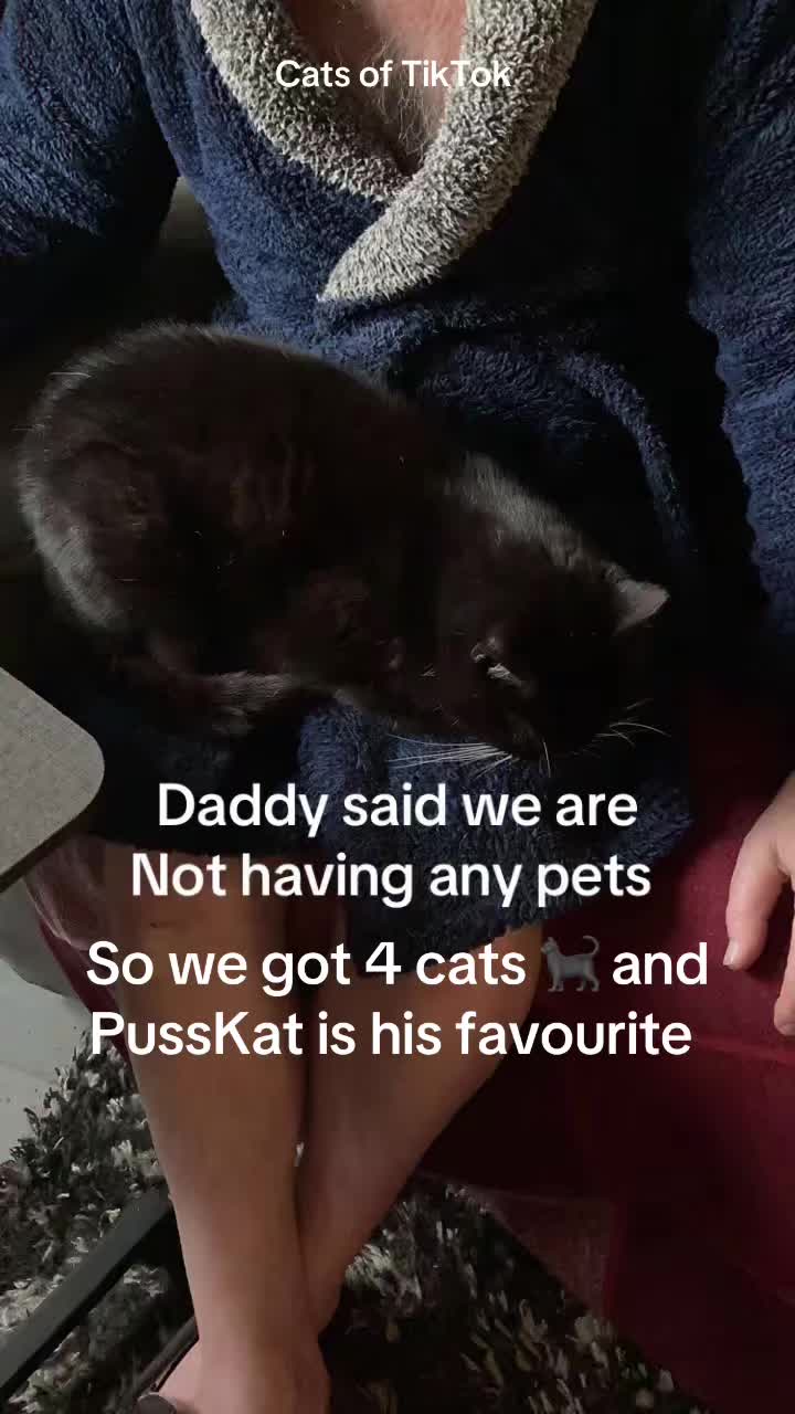 @Crazy cat lady x 4