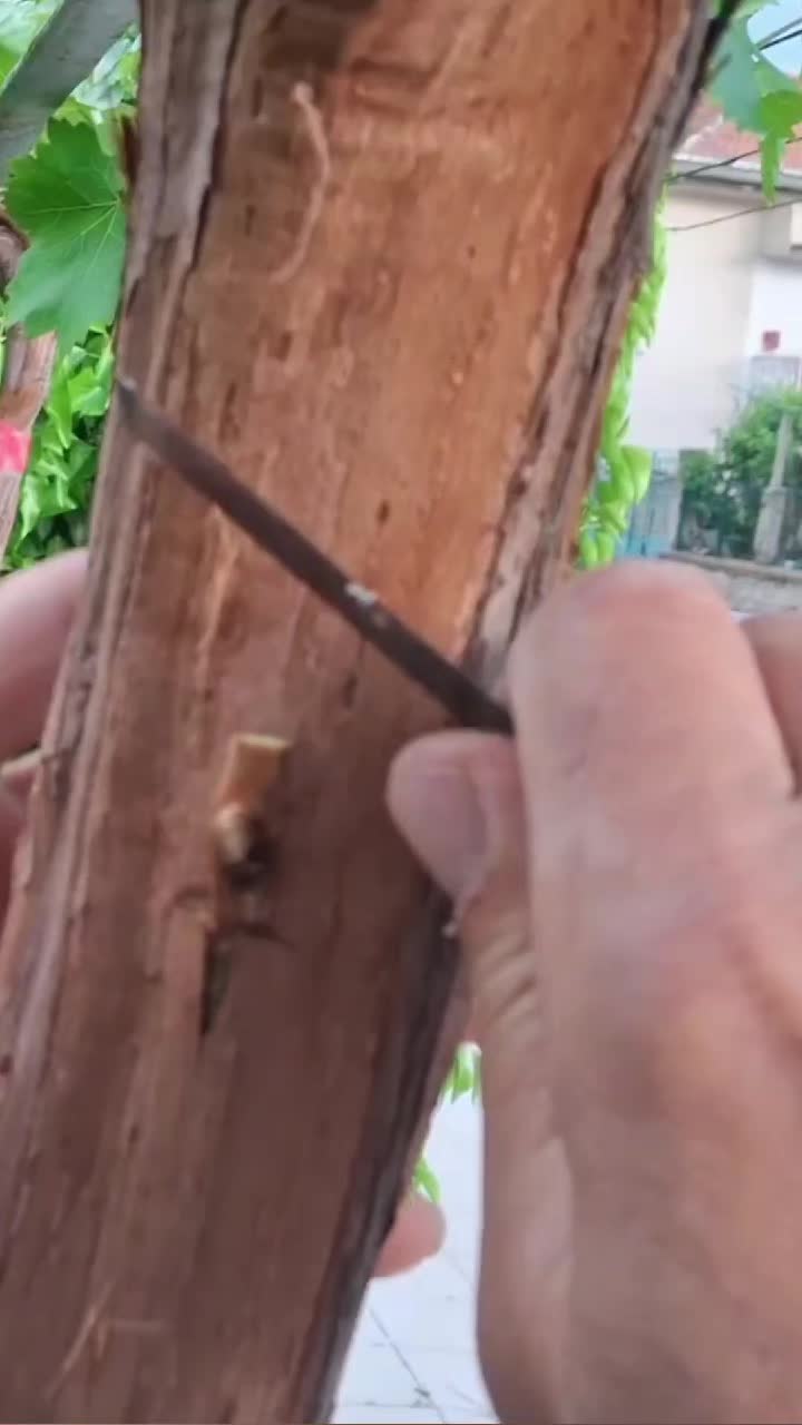 @Минчо Танков