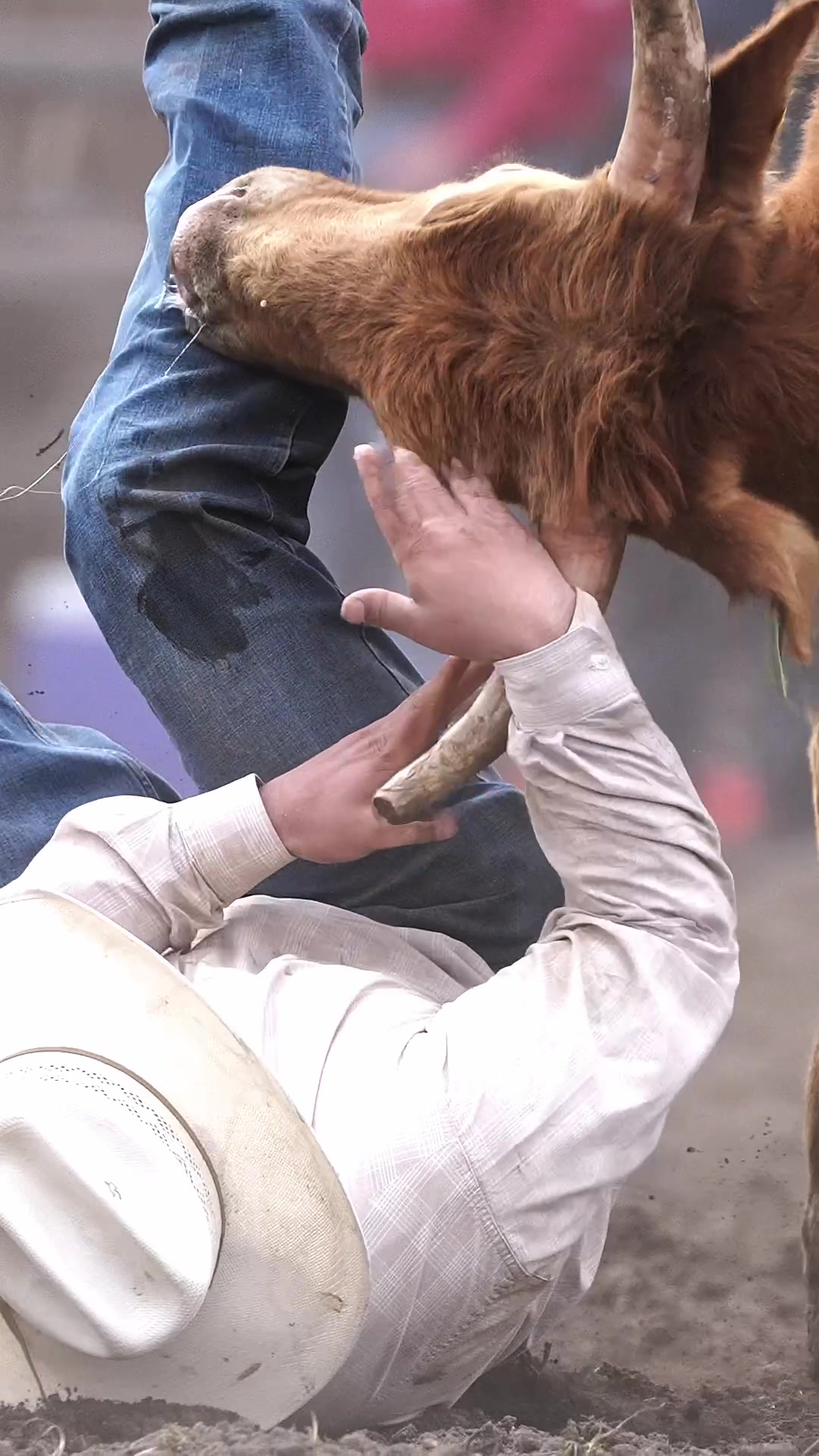 @Hanginghorses