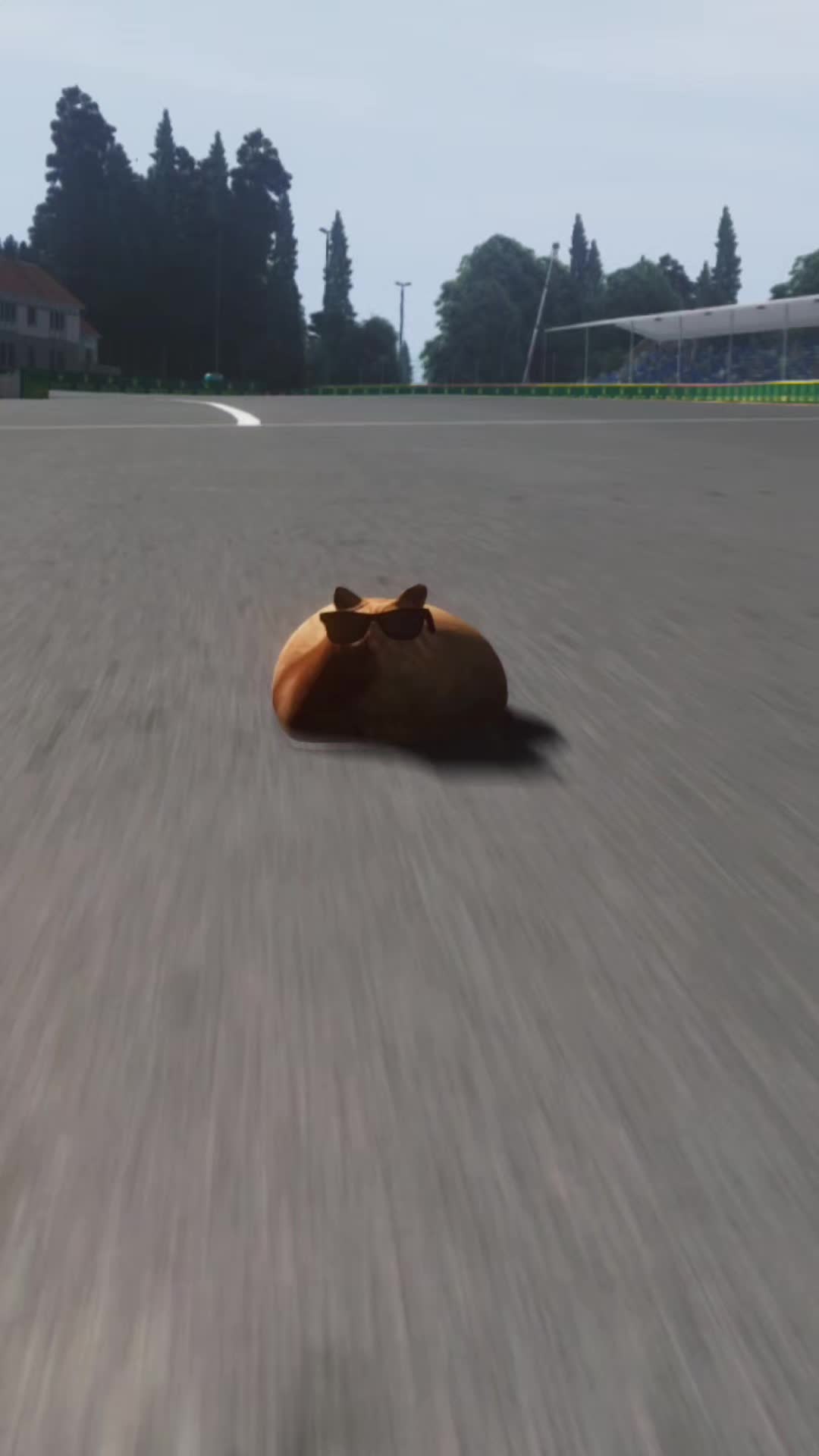 @Pablo the Race Cat