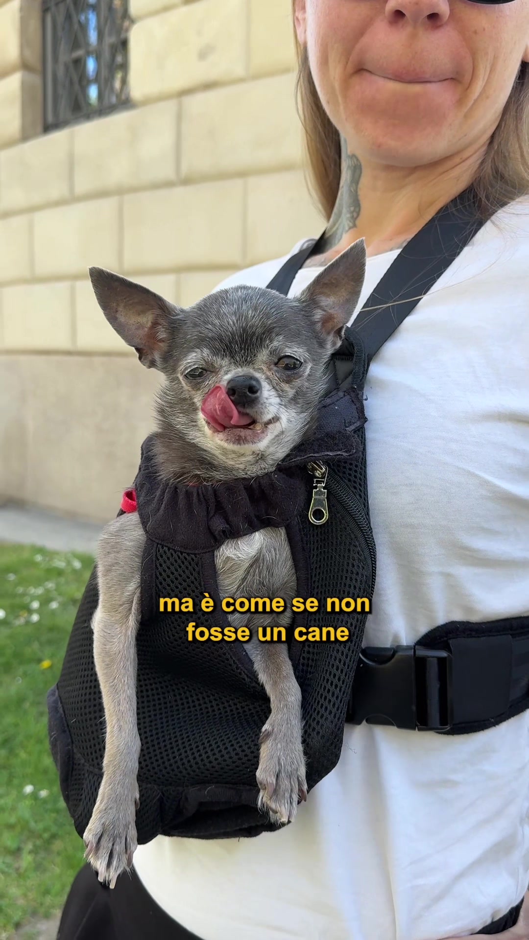 @Doggodaiily
