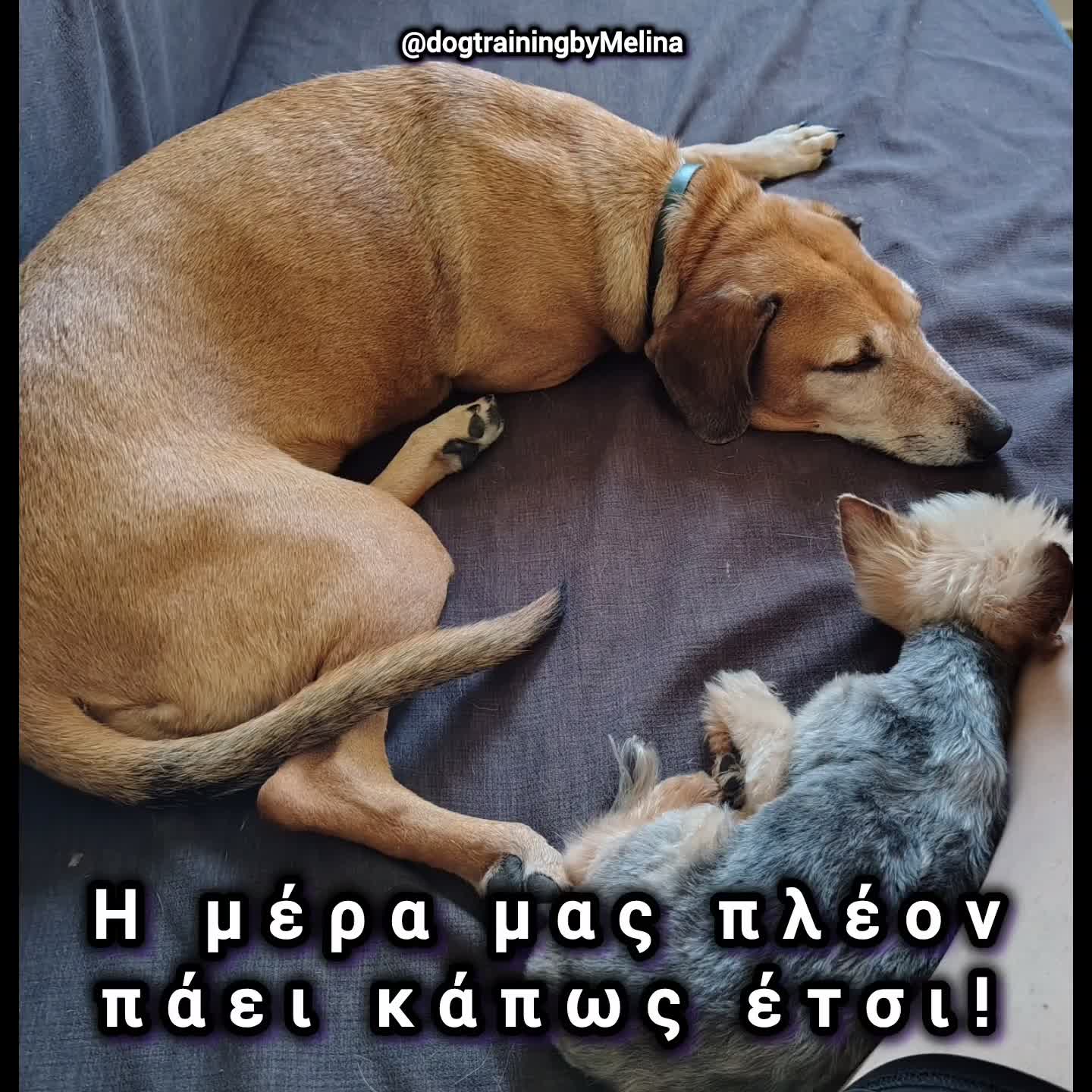 @dogtrainingbymelina